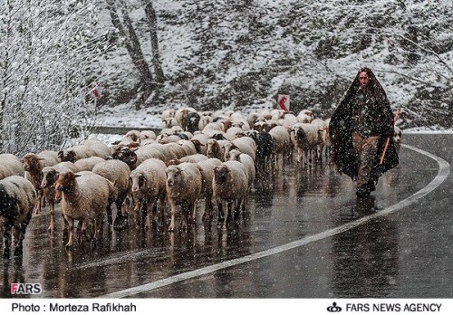 کوچ زمستانی دام در گیلان