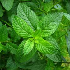 اثرات استفاده از سطوح مختلف گياه دارويي پونه (.pulegium L Mentha) بر عملكرد، صفات كيفي تخممرغ، متابوليتهاي خون و سطح ايمني خون در مرغ هاي تخمگذار