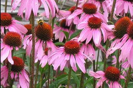 اثر عصاره گياه سرخارگل (Echinacea purpurea) بر عملکرد، پاسخ هاي ايمني سلولي و هومورال جوجه هاي گوشتي