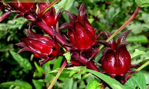 تاثير چاي ترش (Hibiscus sabdariffa) بر عملكرد جوجه هاي گوشتي تغذيه شده با جيره آلوده به آفلاتوكسين