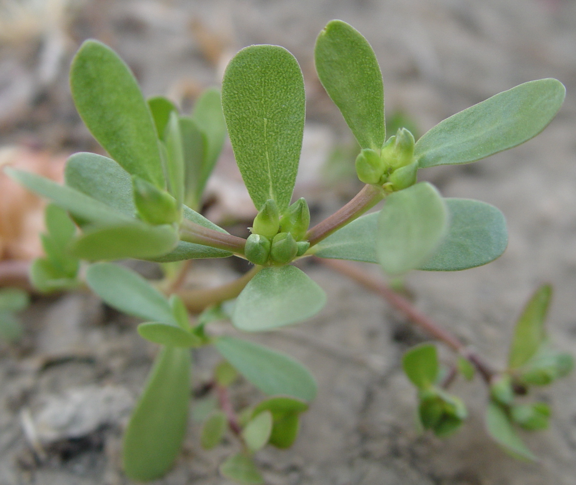 تاثير افزودن پودر گياه خرفه (Portulaca oleracea L.) به جيره بر عملكرد، پاسخ ايمني و برخي صفات خوني جوجه هاي گوشتي