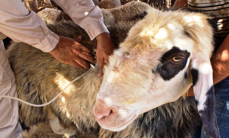 ۲۵۰ هزار راس دام در شهربابک علیه انواع بیماری ها واکسینه شدند