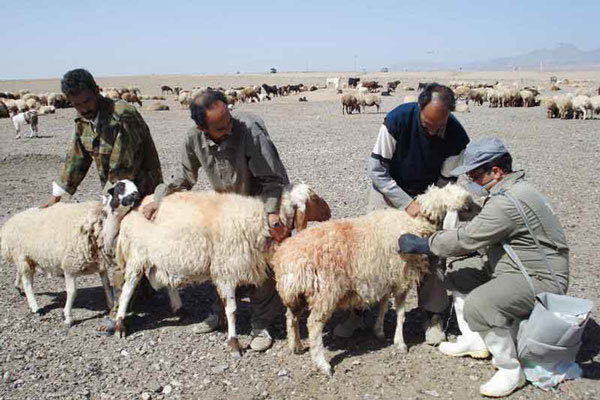 آغاز واکسیناسیون رایگان بیماریهای دامی در نقاط زلزله زده کرمانشاه