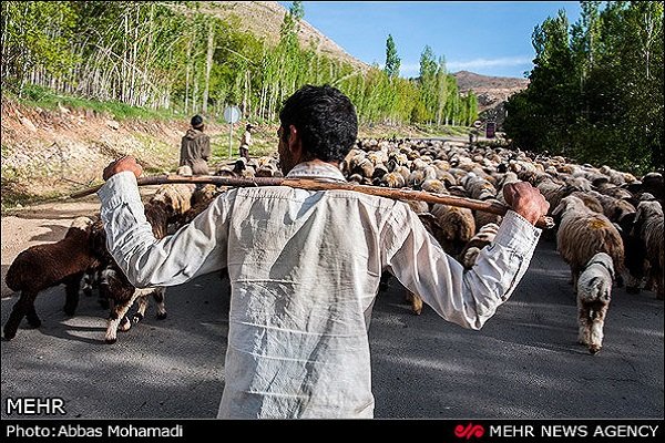 افزایش ۲۰ درصدی تولید گوشت قرمز توسط عشایر چهارمحال و بختیاری