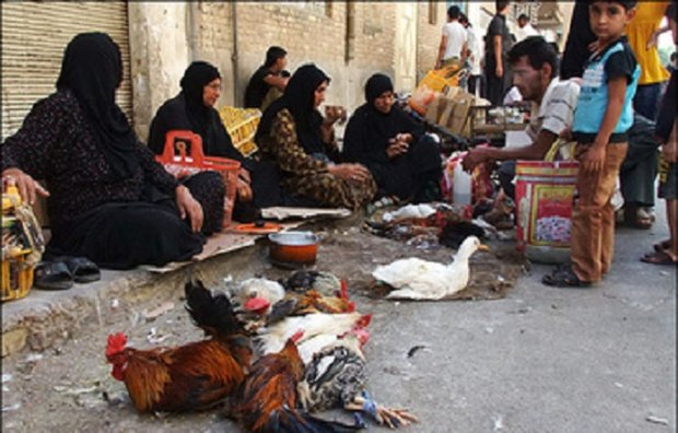 ۱۰ درصد گوشت سفید مازندران در جویبار تولید می شود