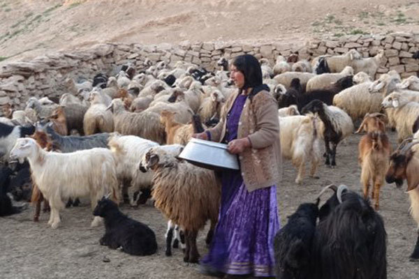 عشایر سالانه ۲۰۰ هزار تن گوشت و ۳۵۰ هزار تن لبنیات تولید می کنند