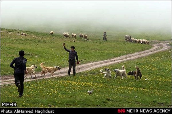 کوچ بیش از ۵ هزار خانوار دامدار گیلانی به مناطق ییلاقی آغاز شد